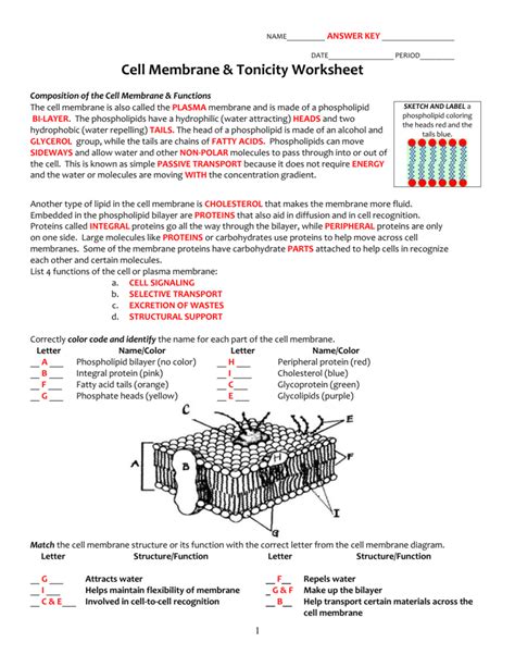 cell membrane images worksheet answers